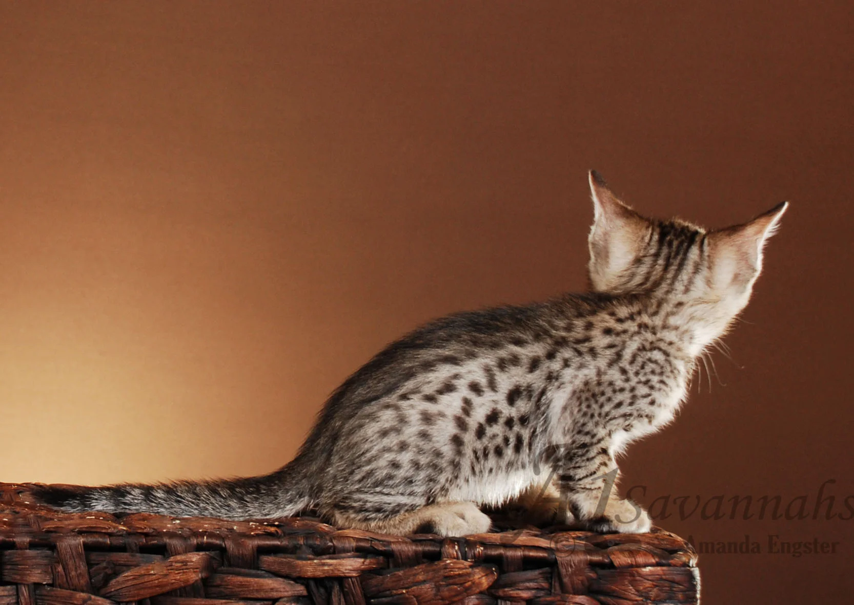 A1Savannahs Easton F5 Male Savannah Kitten