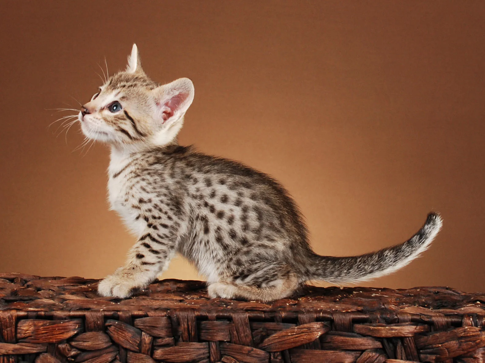 A1Savannahs Easton F5 Male Savannah Kitten