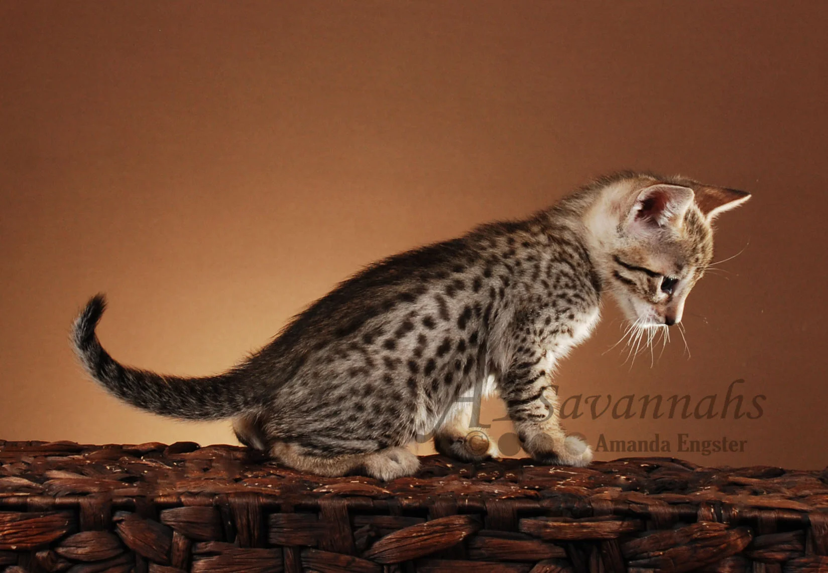 A1Savannahs Easton F5 Male Savannah Kitten
