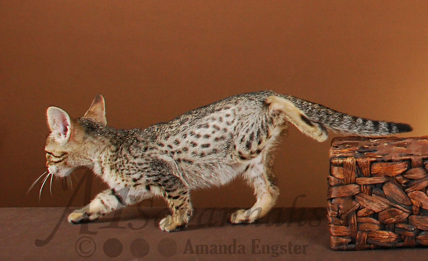 A1Savannahs Easton F5 Male Savannah Kitten