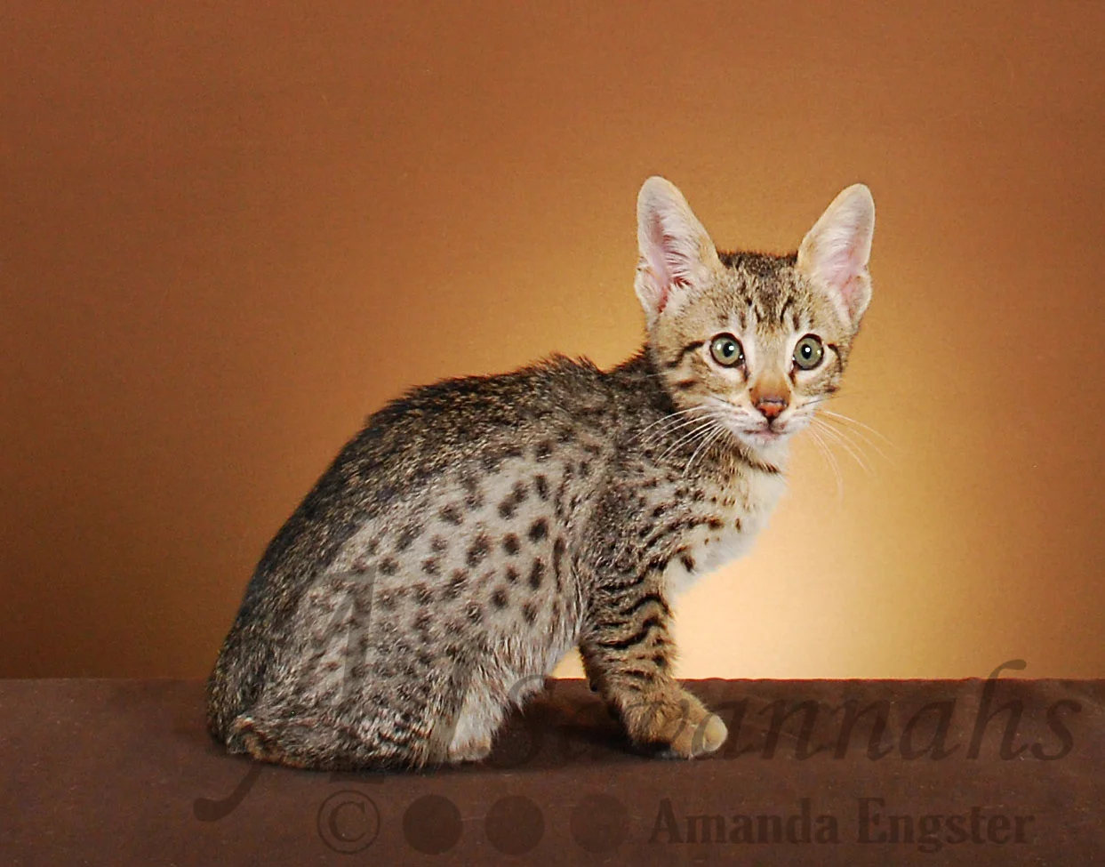 A1Savannahs Easton F5 Male Savannah Kitten