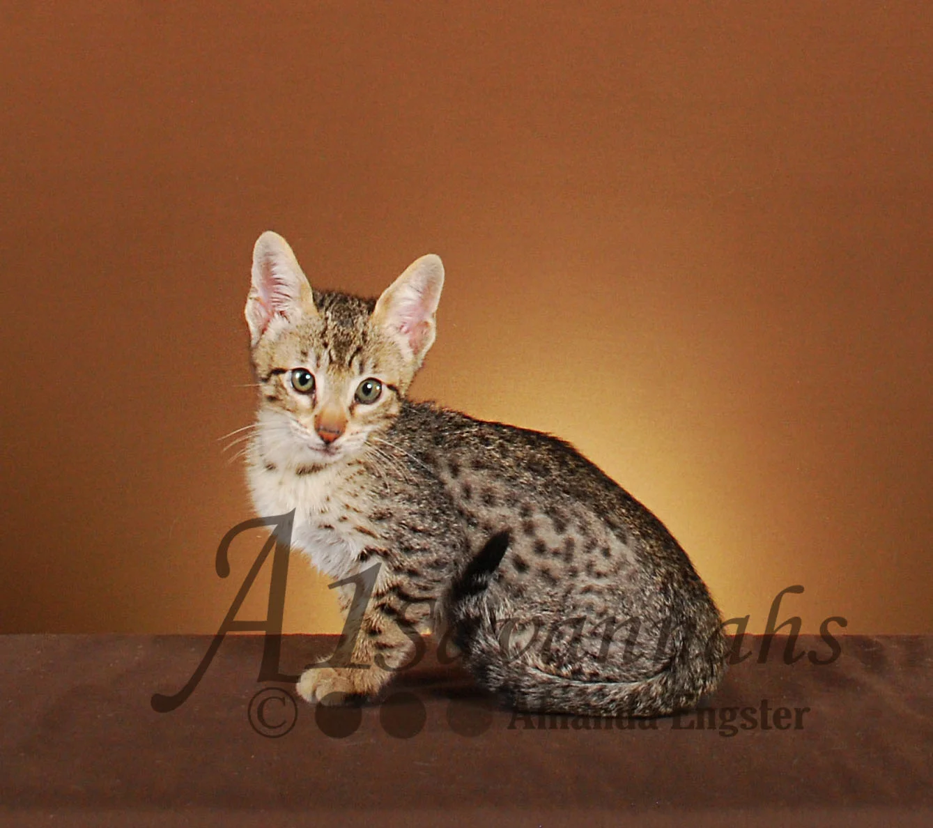 A1Savannahs Easton F5 Male Savannah Kitten