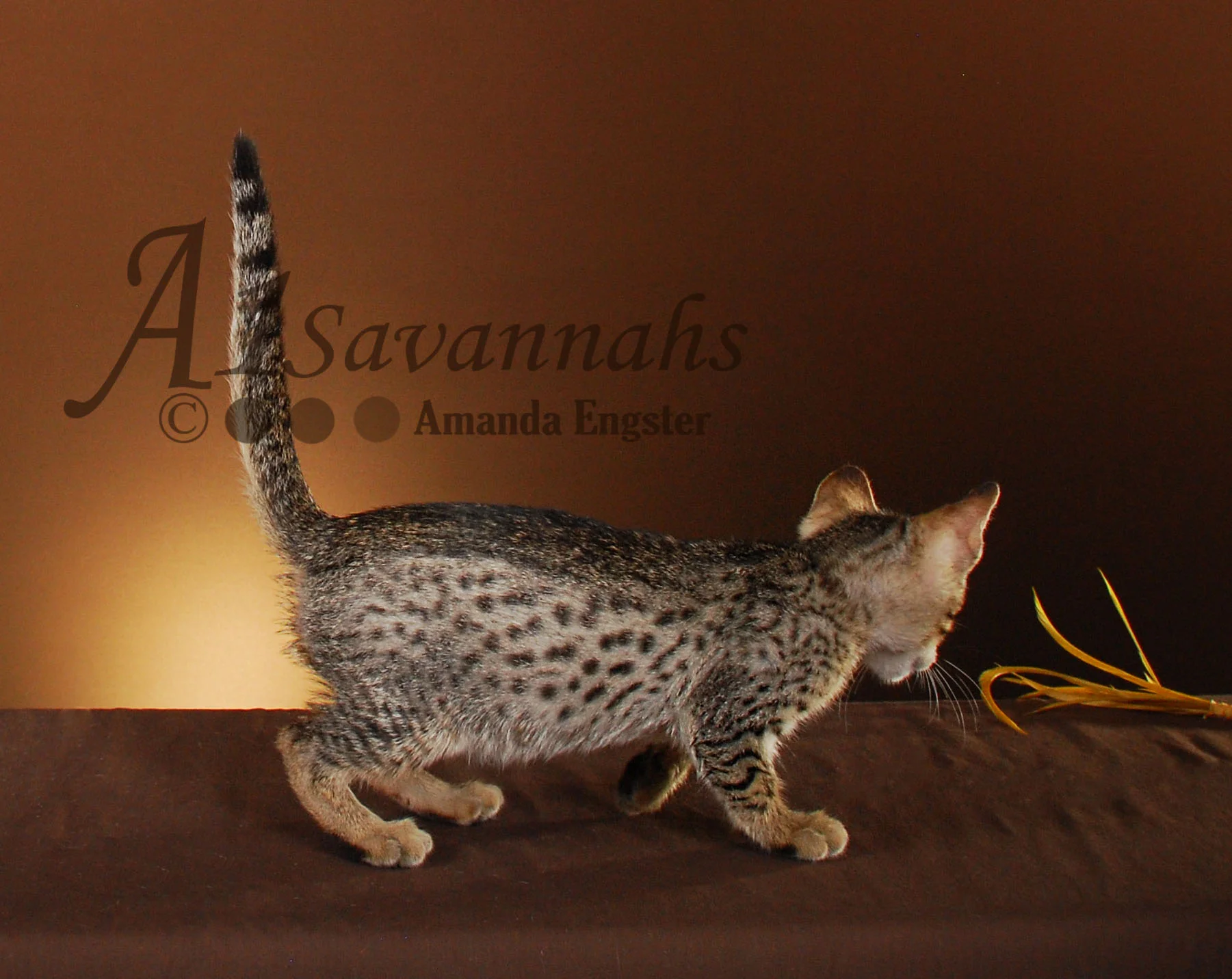 A1Savannahs Easton F5 Male Savannah Kitten