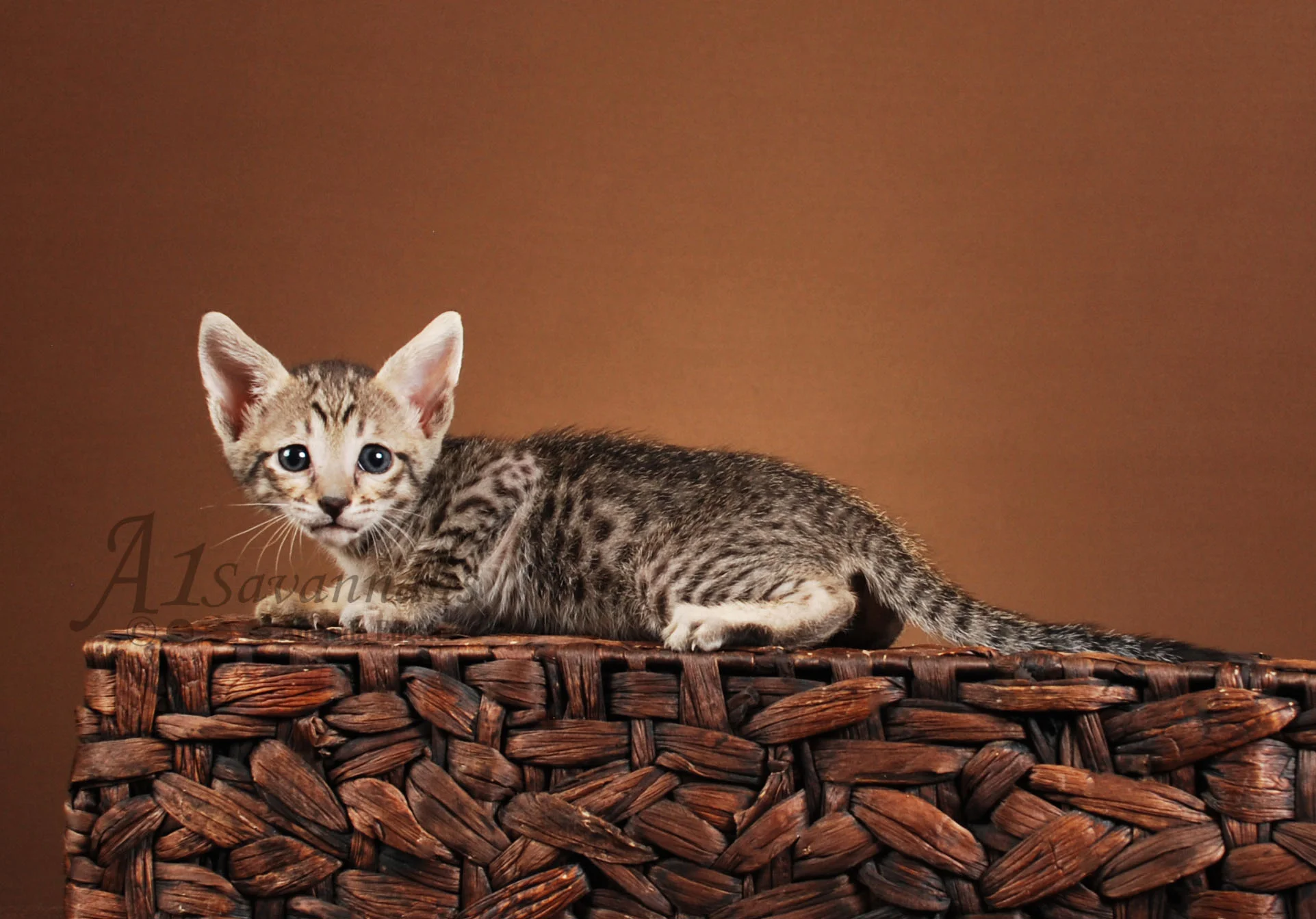 A1Savannahs Grace F5 Female Savannah Kitten