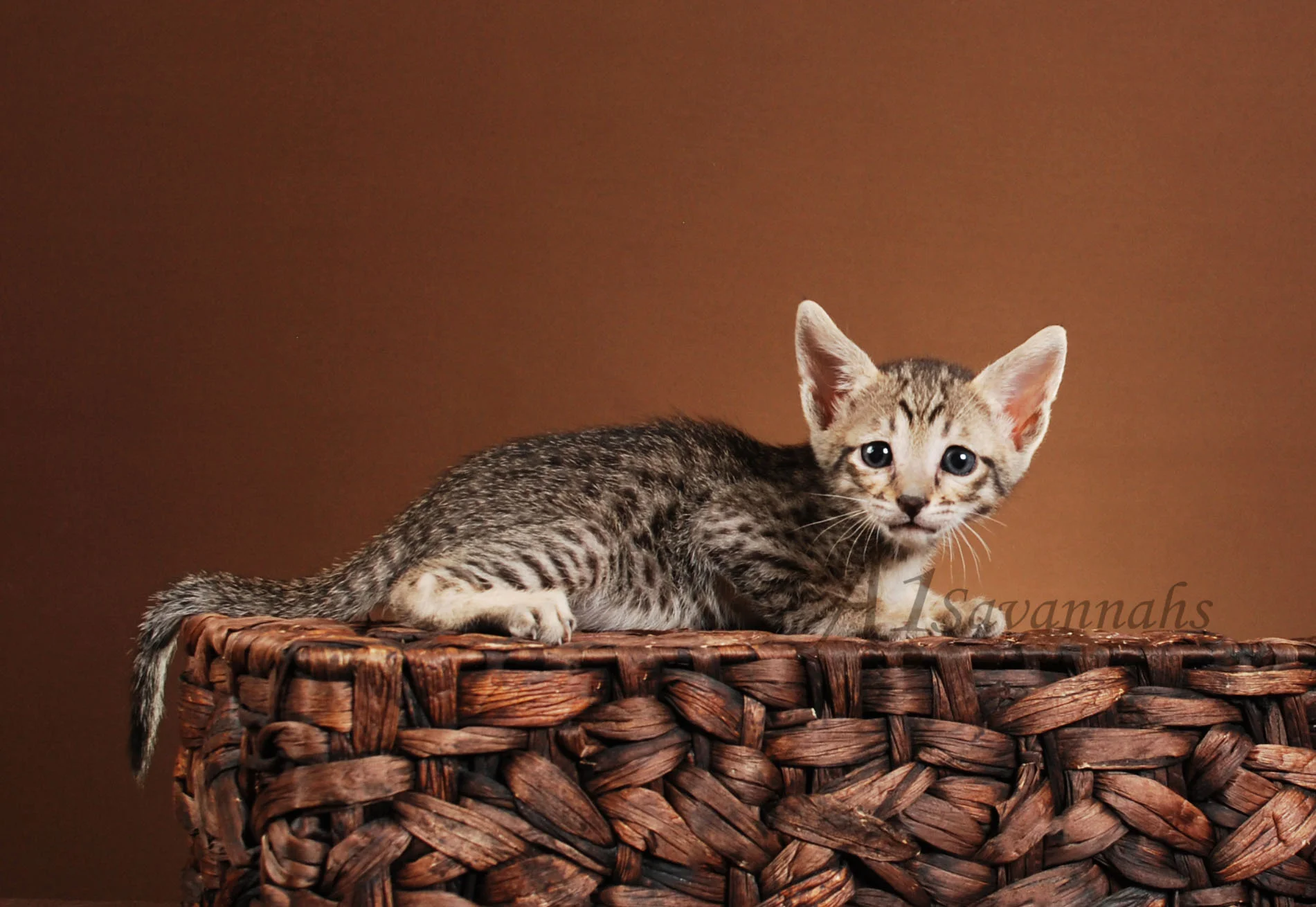 A1Savannahs Grace F5 Female Savannah Kitten