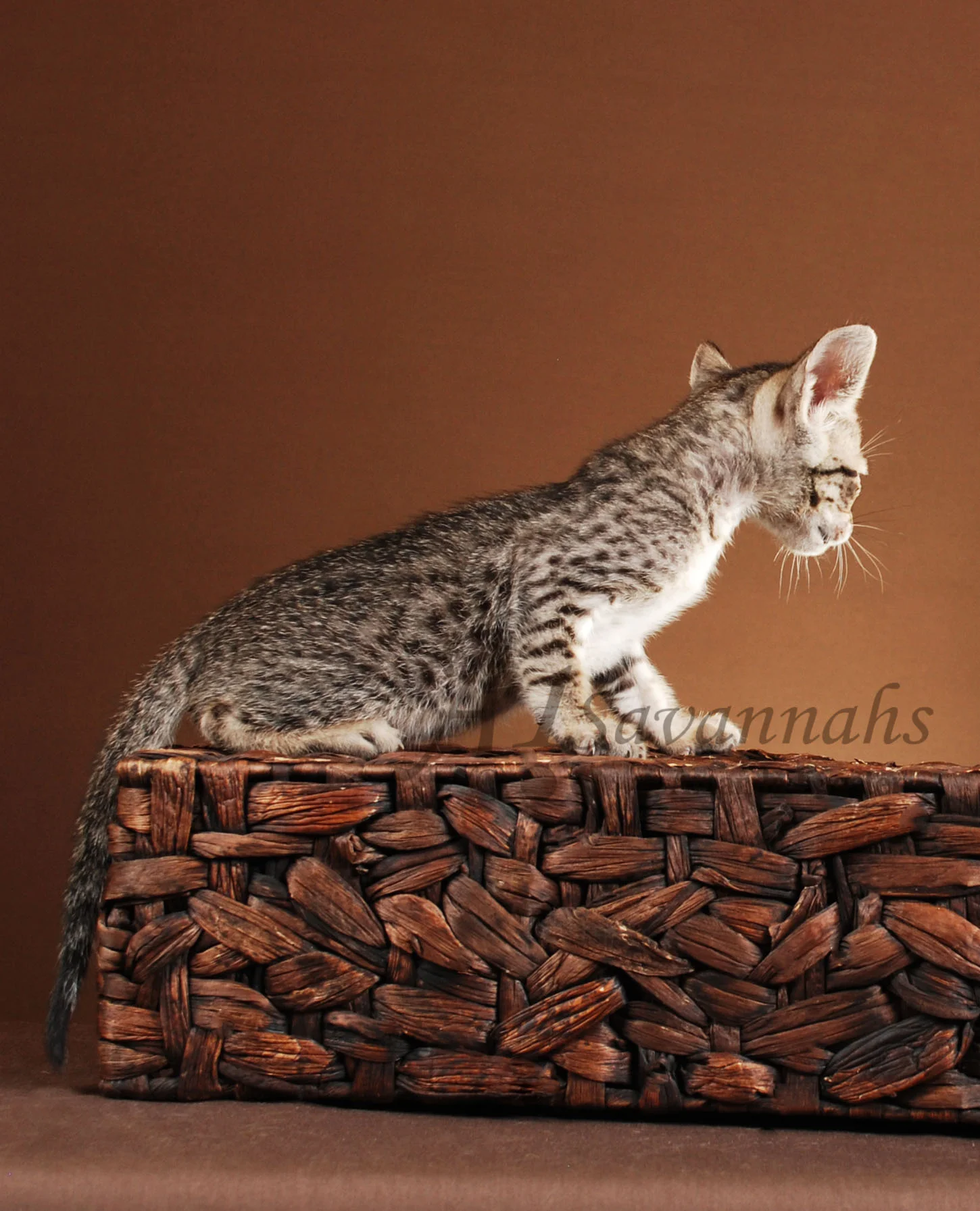 A1Savannahs Grace F5 Female Savannah Kitten