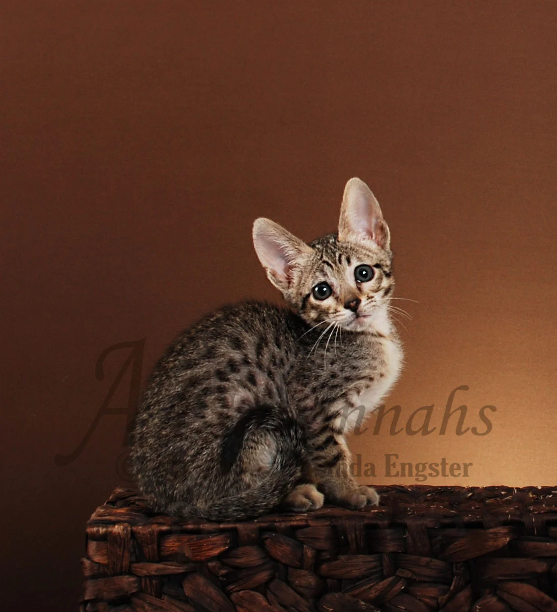 A1Savannahs Grace F5 Female Savannah Kitten