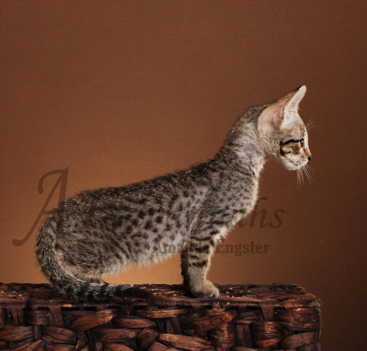 A1Savannahs Grace F5 Female Savannah Kitten
