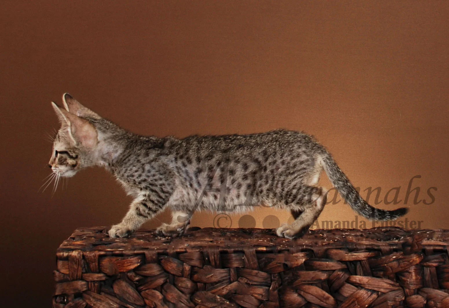 A1Savannahs Grace F5 Female Savannah Kitten