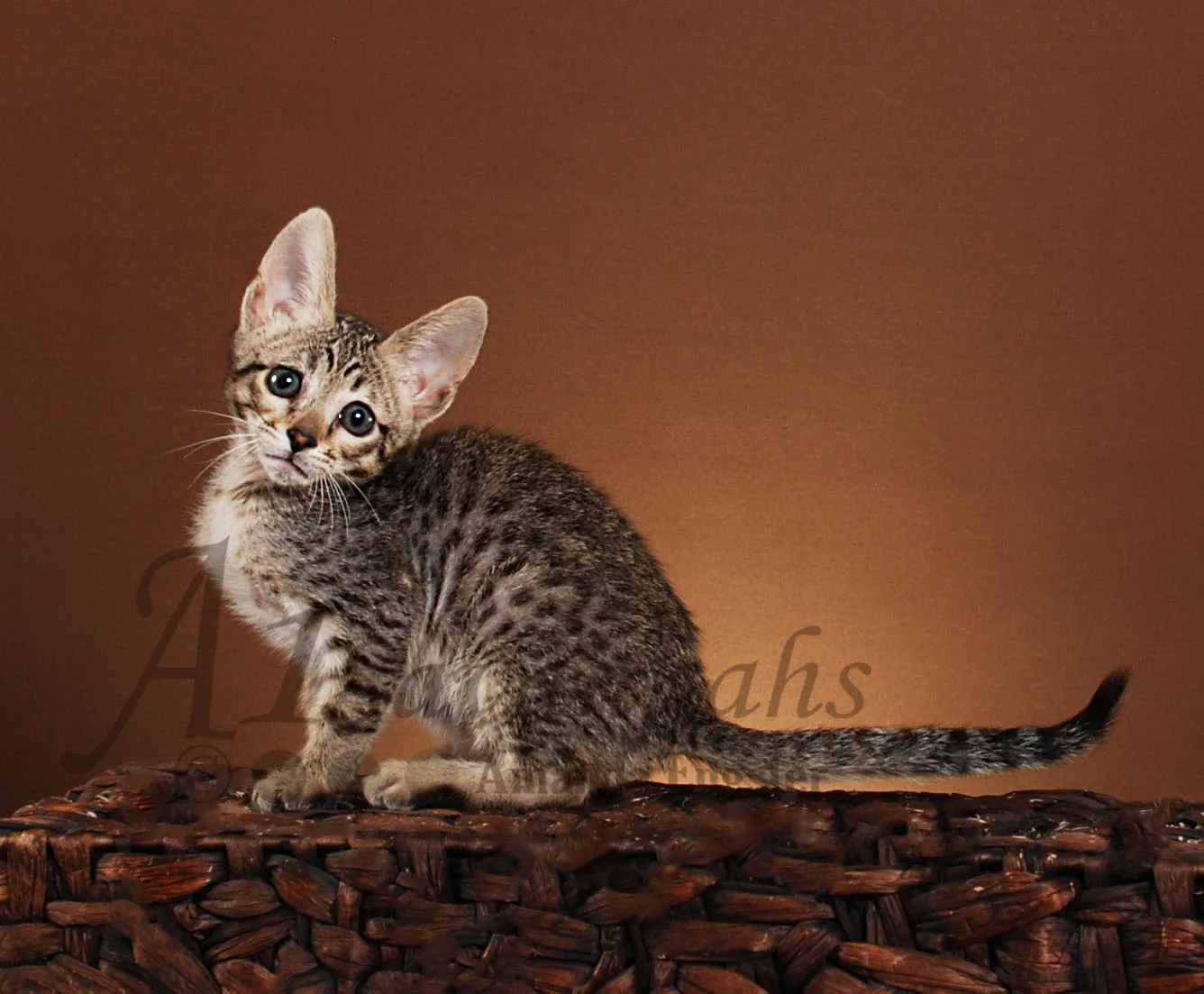 A1Savannahs Grace F5 Female Savannah Kitten