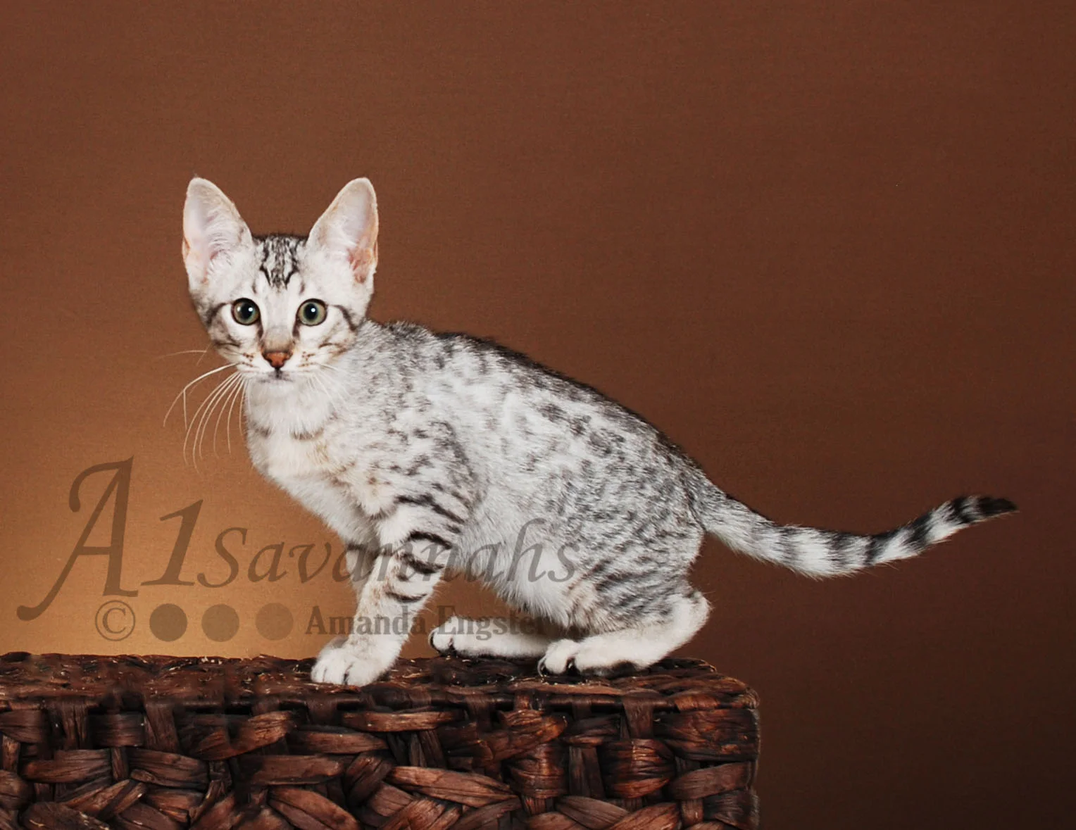 A1Savannahs Geneeva SBT Female Savannah Kitten