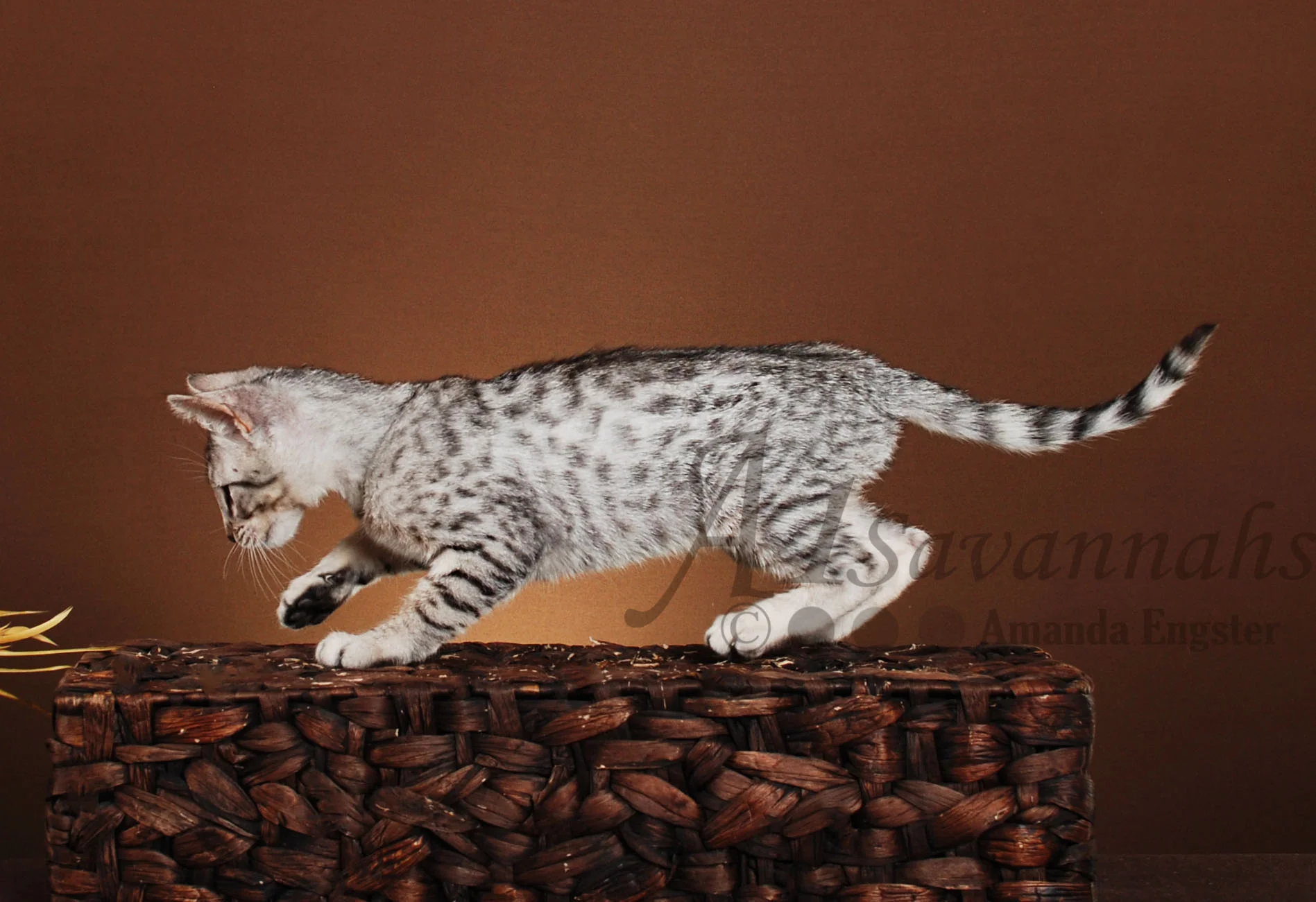A1Savannahs Geneeva SBT Female Savannah Kitten