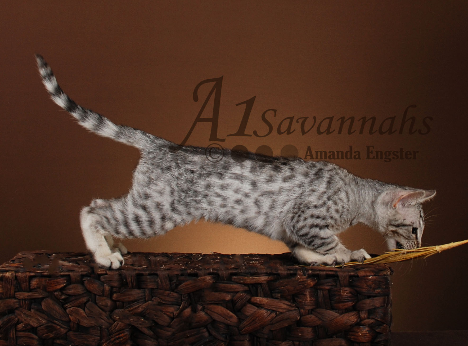 A1Savannahs Geneeva SBT Female Savannah Kitten