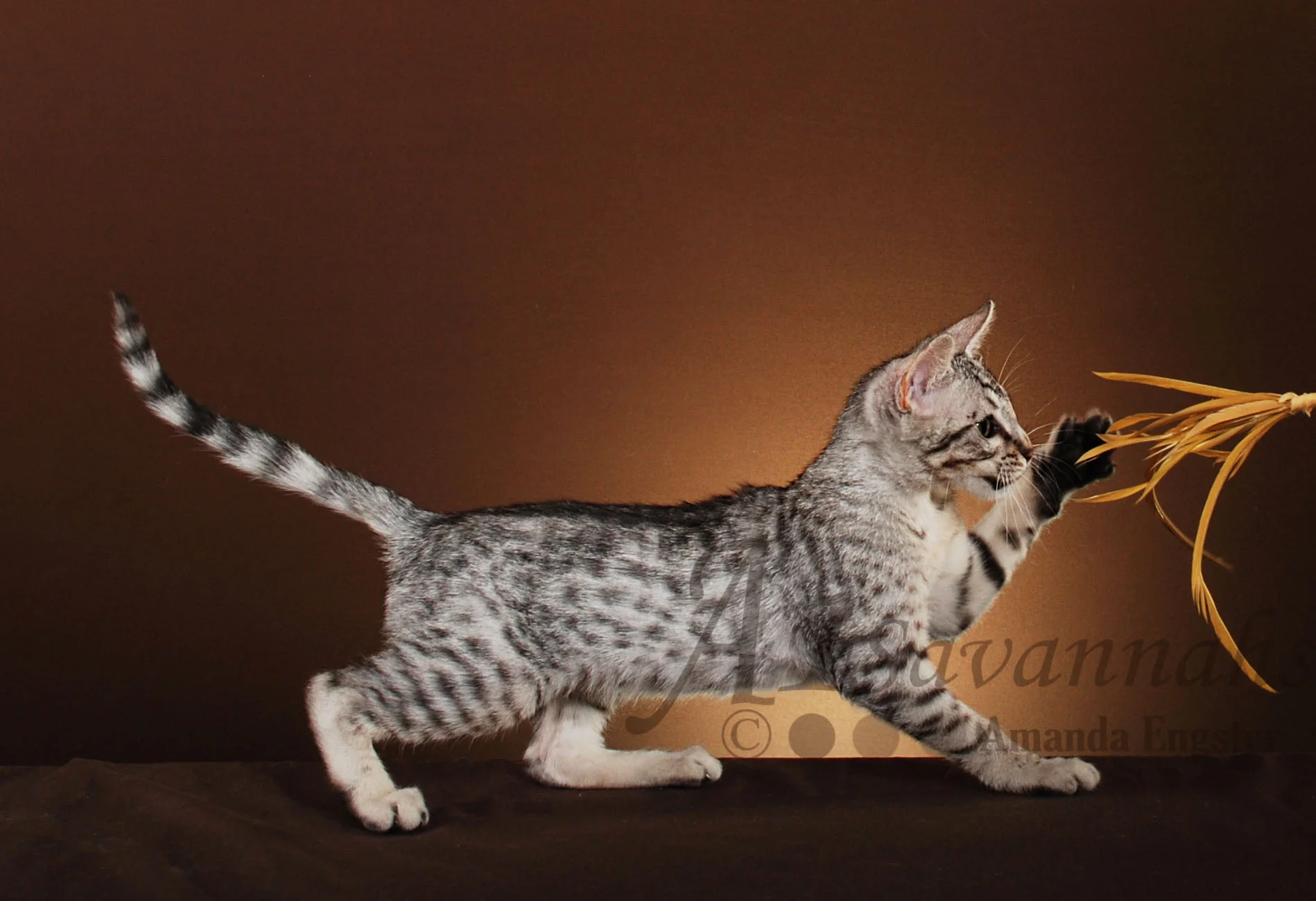 A1Savannahs Geneeva SBT Female Savannah Kitten