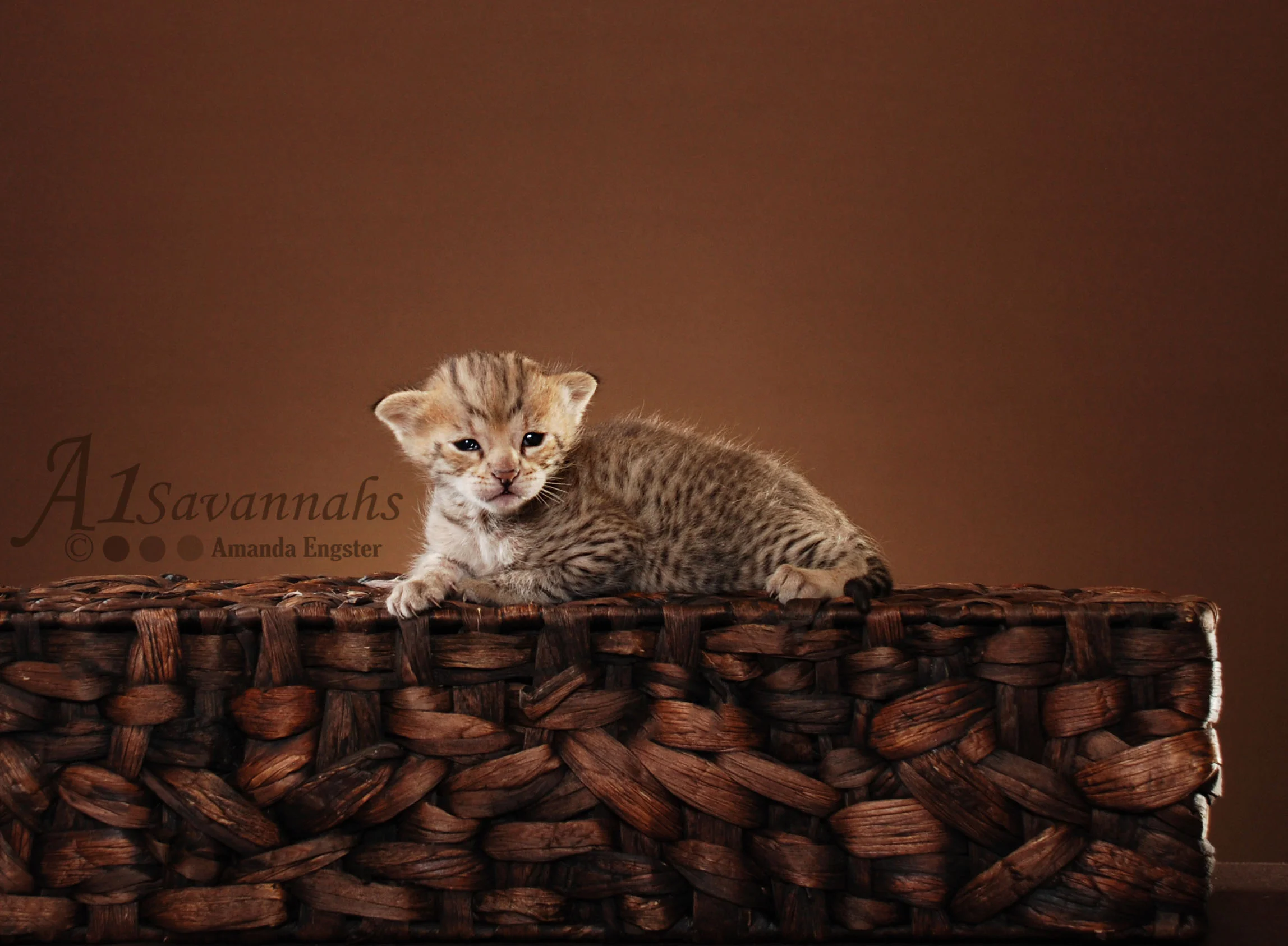 A1Savannahs Liam F2 Male Savannah Kitten