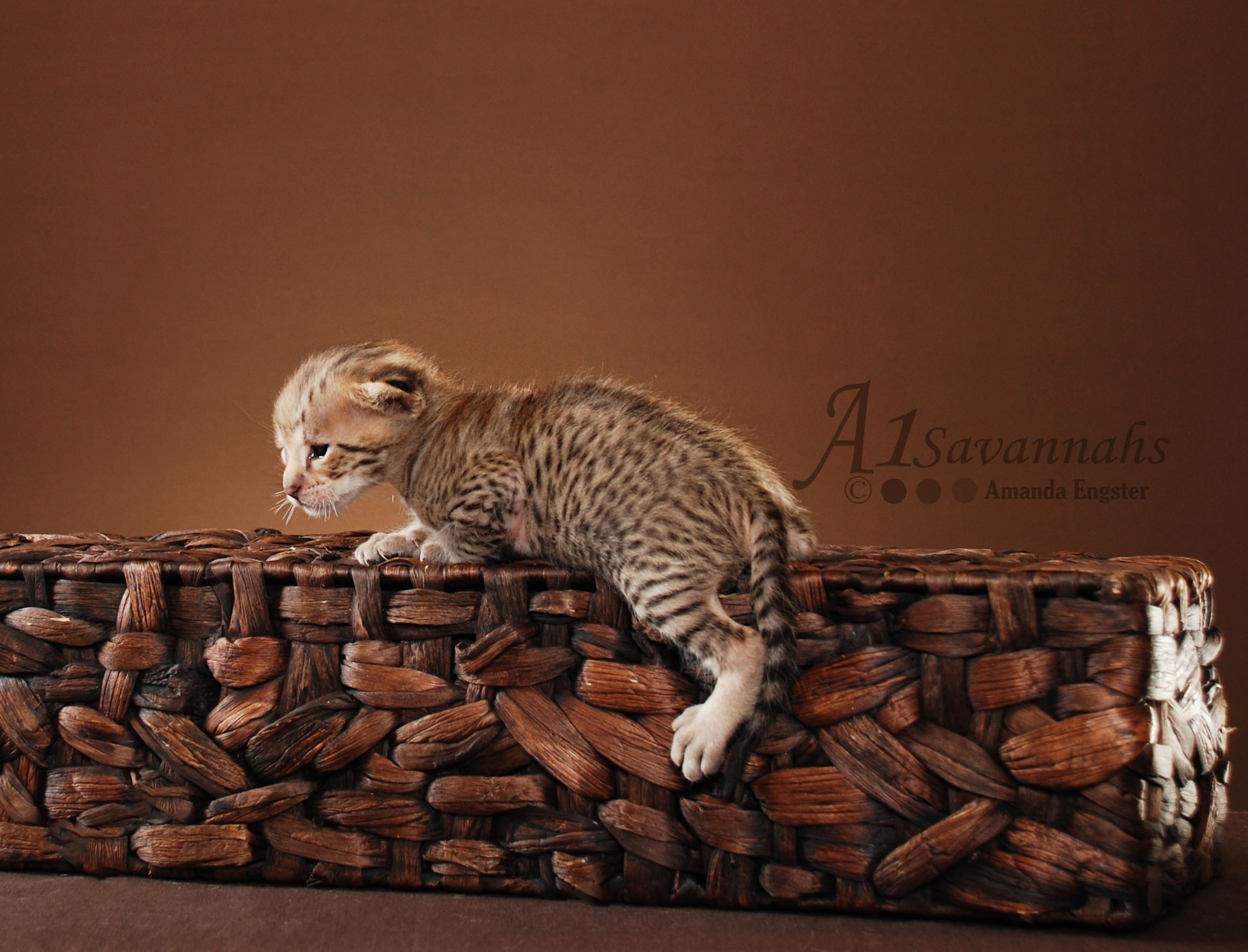 A1Savannahs Liam F2 Male Savannah Kitten