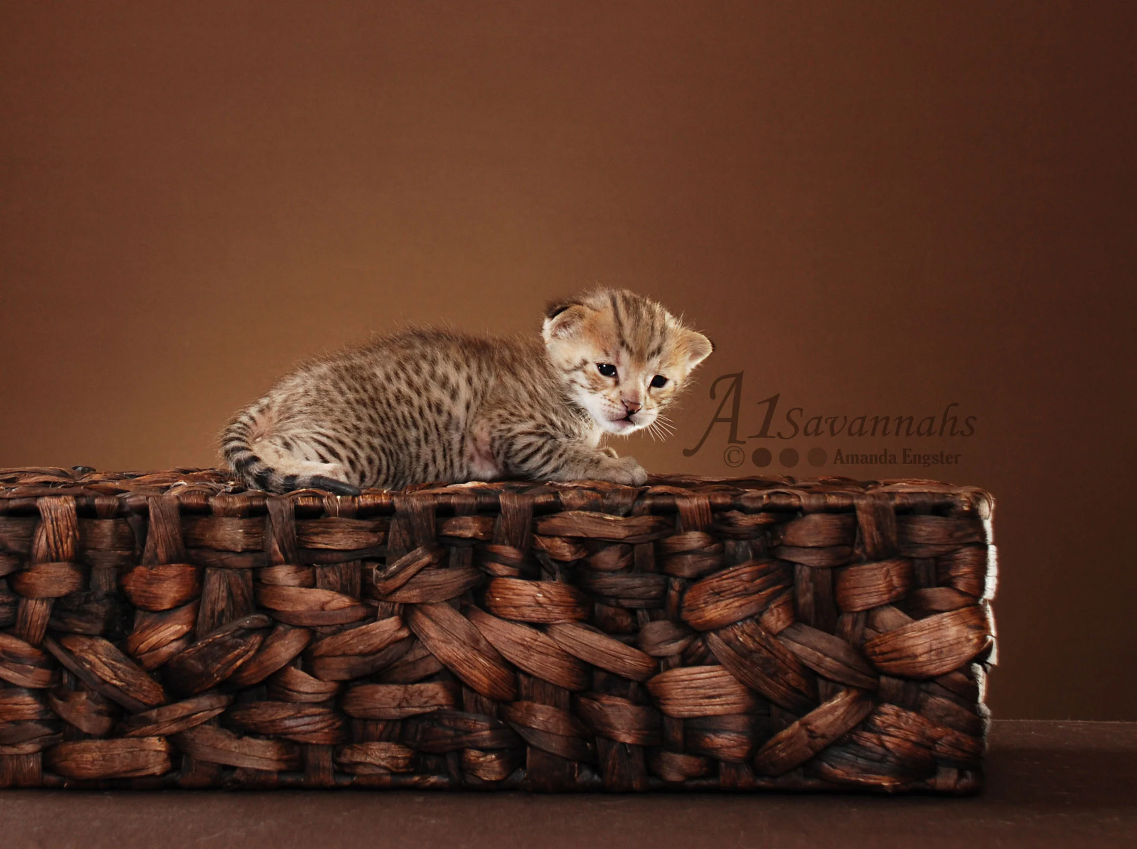 A1Savannahs Liam F2 Male Savannah Kitten