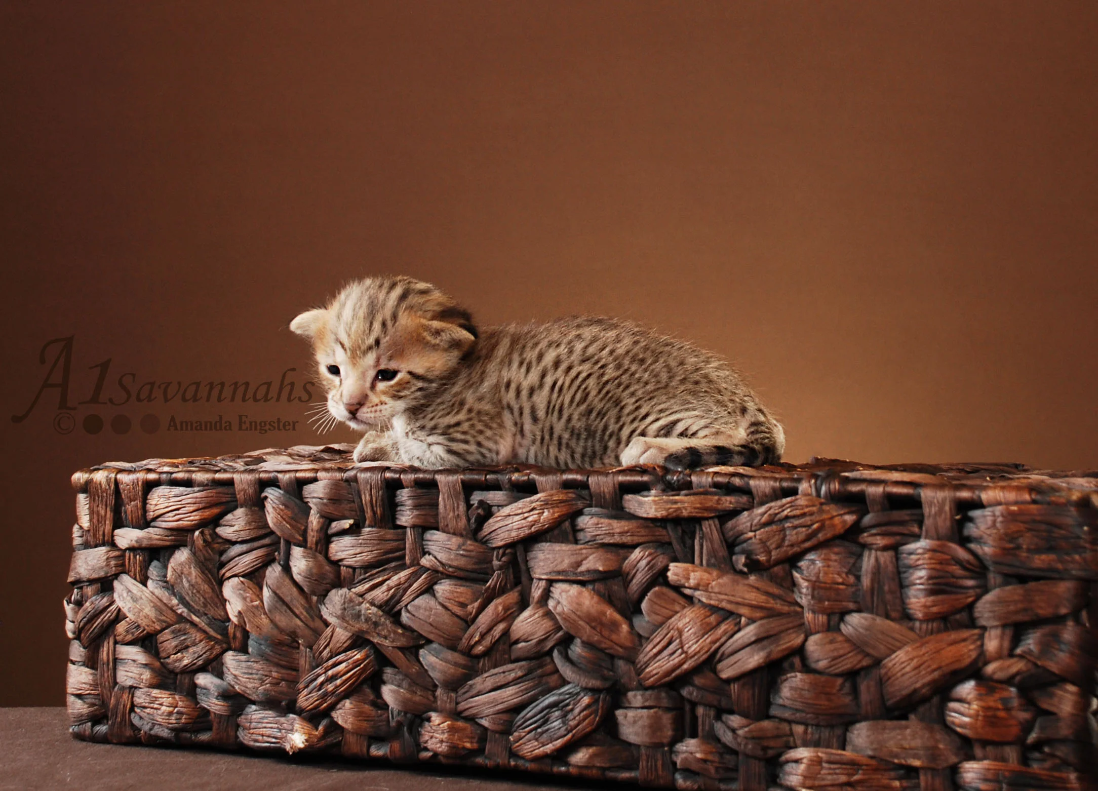 A1Savannahs Liam F2 Male Savannah Kitten