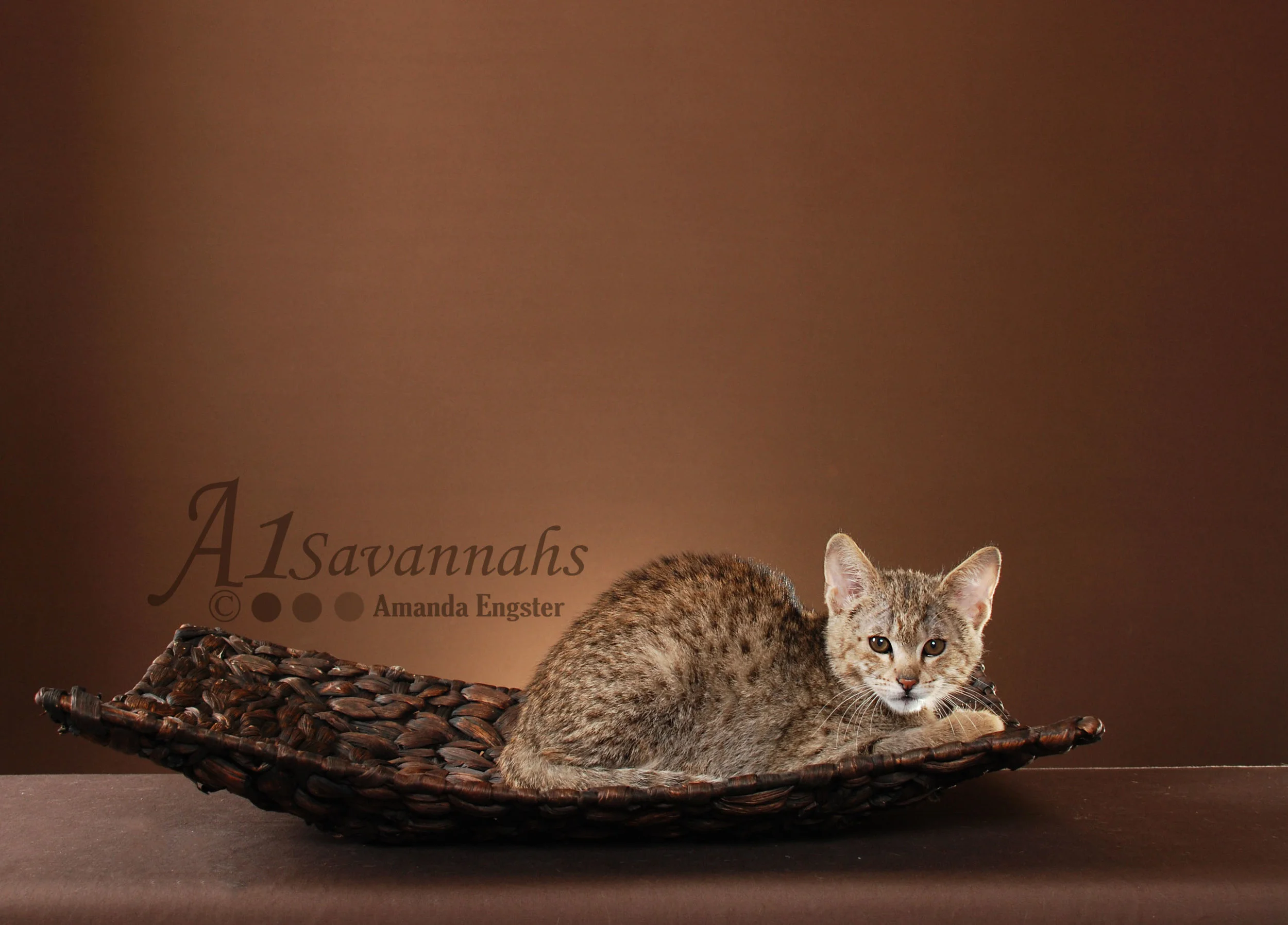A1Savannahs Liam F2 Male Savannah Kitten