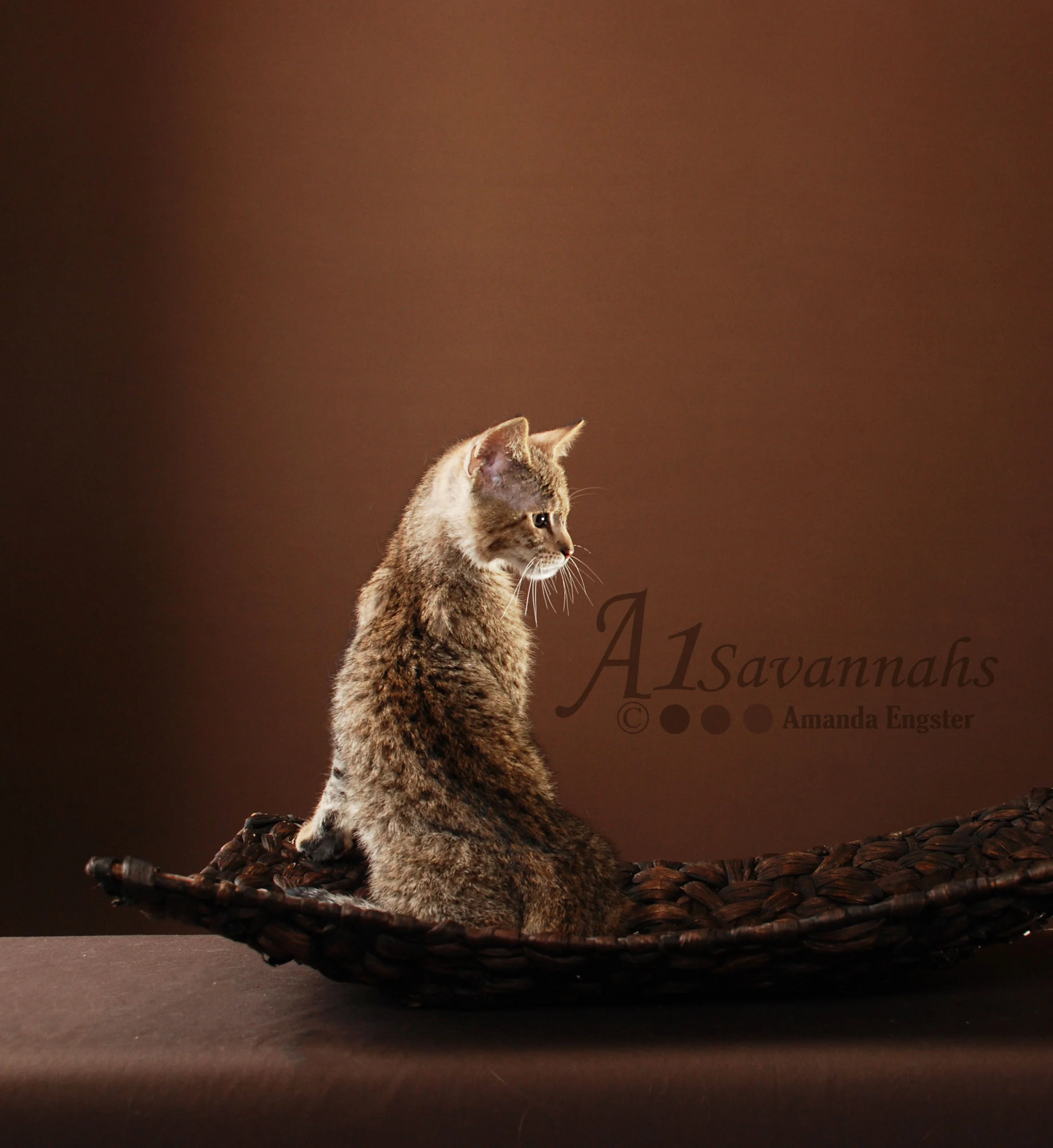 A1Savannahs Liam F2 Male Savannah Kitten
