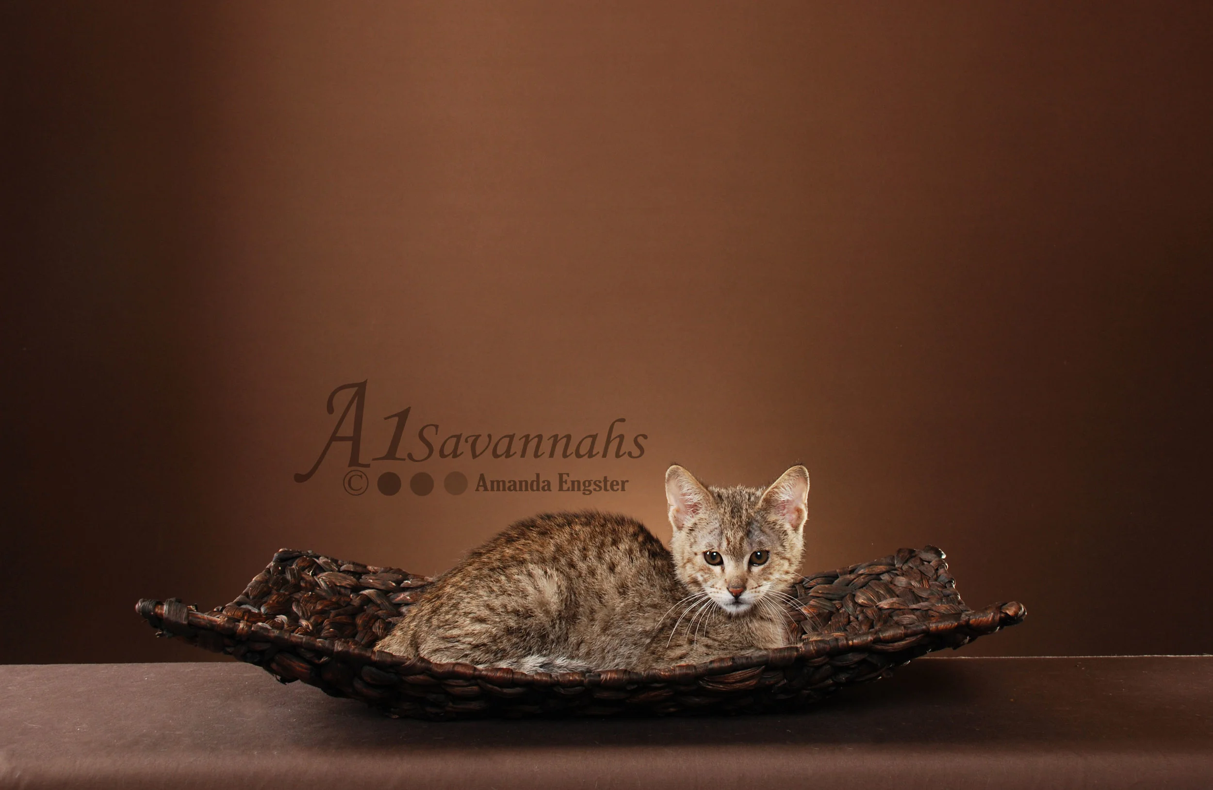 A1Savannahs Liam F2 Male Savannah Kitten
