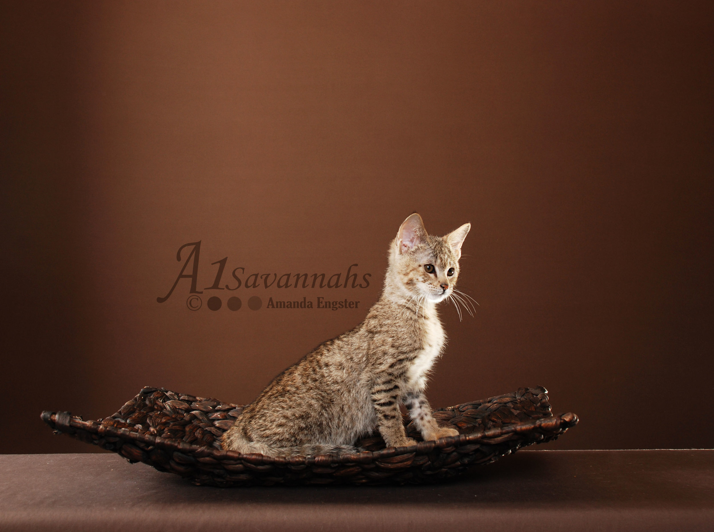 A1Savannahs Liam F2 Male Savannah Kitten