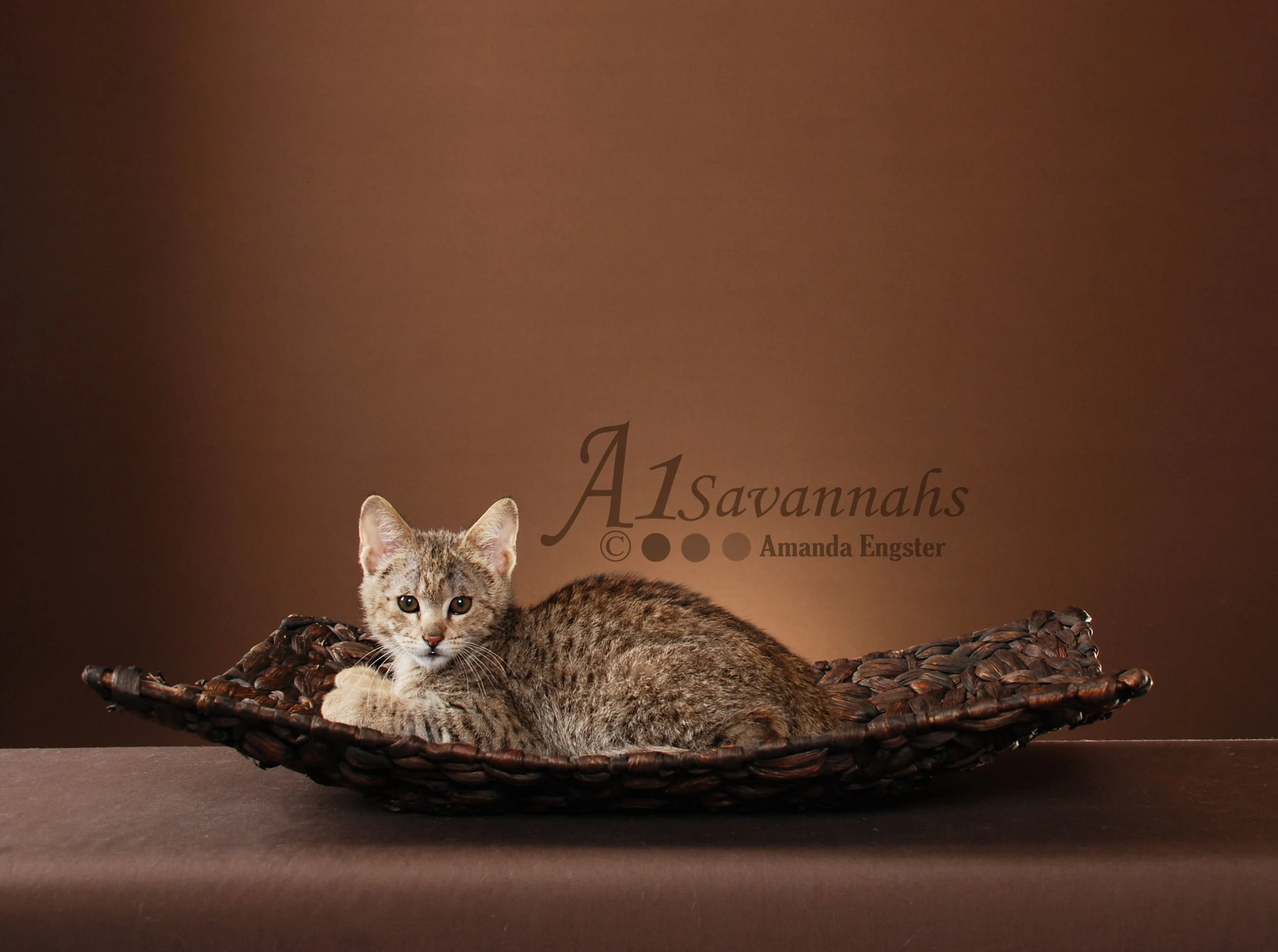 A1Savannahs Liam F2 Male Savannah Kitten
