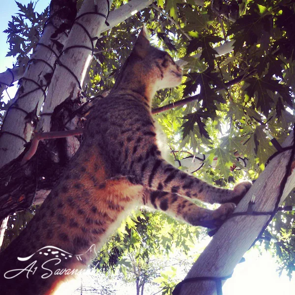 A1Savannahs Liam F2 Male Savannah Kitten