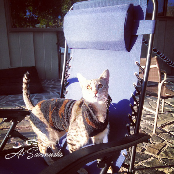 A1Savannahs Liam F2 Male Savannah Kitten
