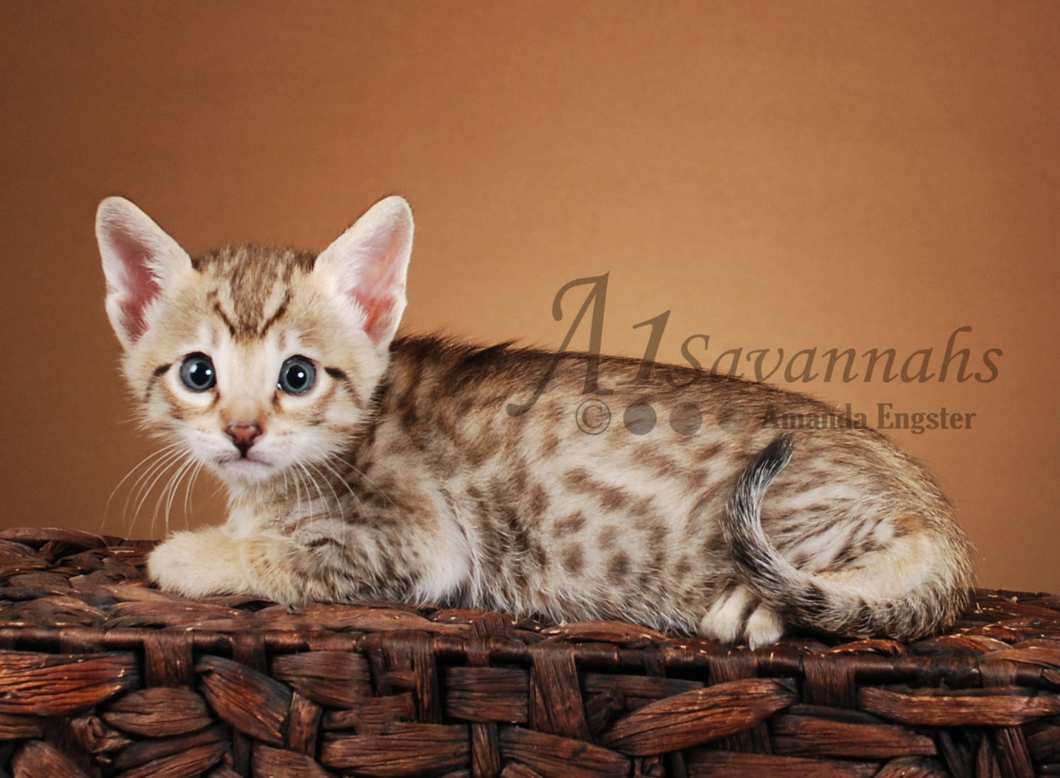 A1Savannahs Corbin F5 Male Savannah Kitten