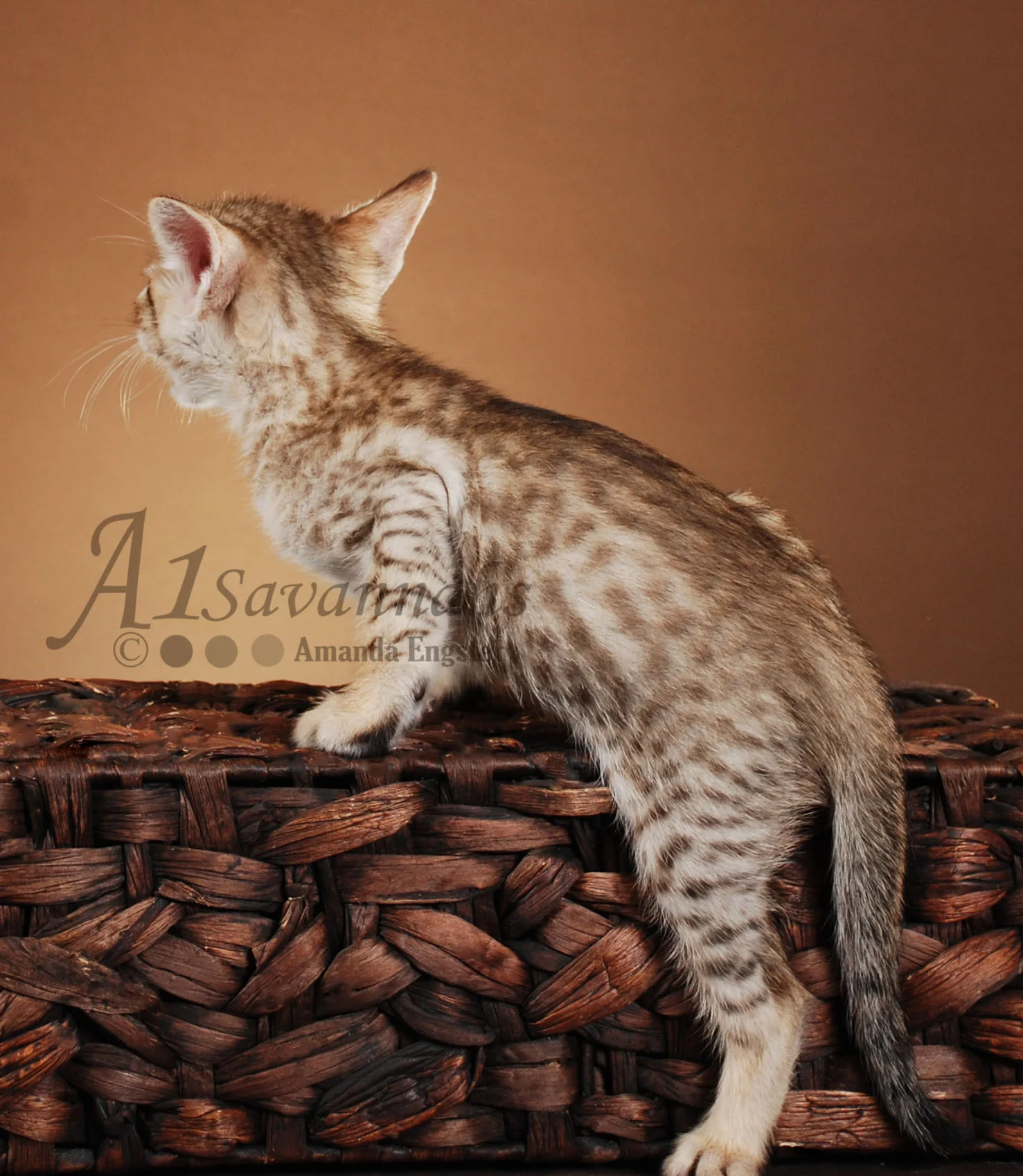 A1Savannahs Corbin F5 Male Savannah Kitten