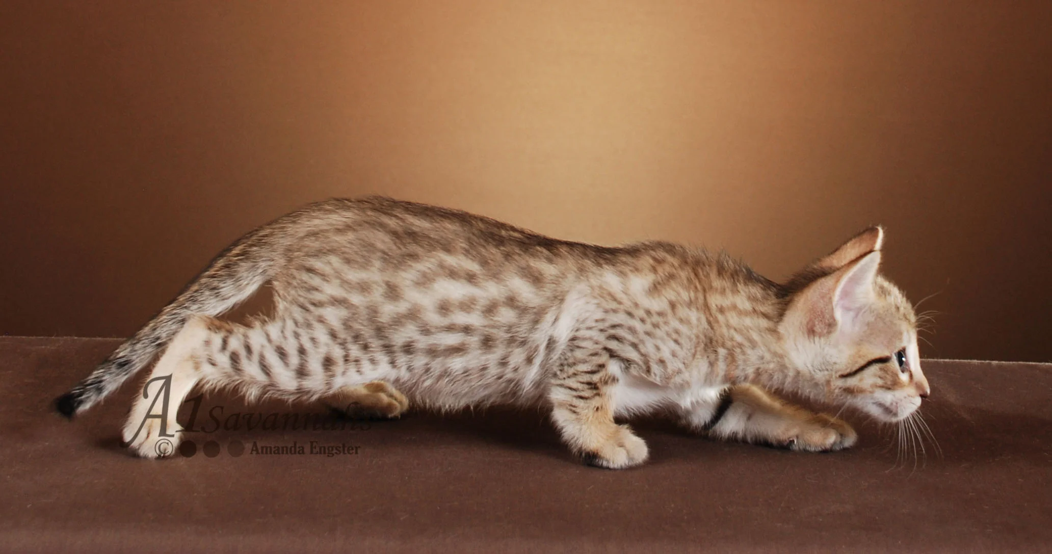 A1Savannahs Corbin F5 Male Savannah Kitten
