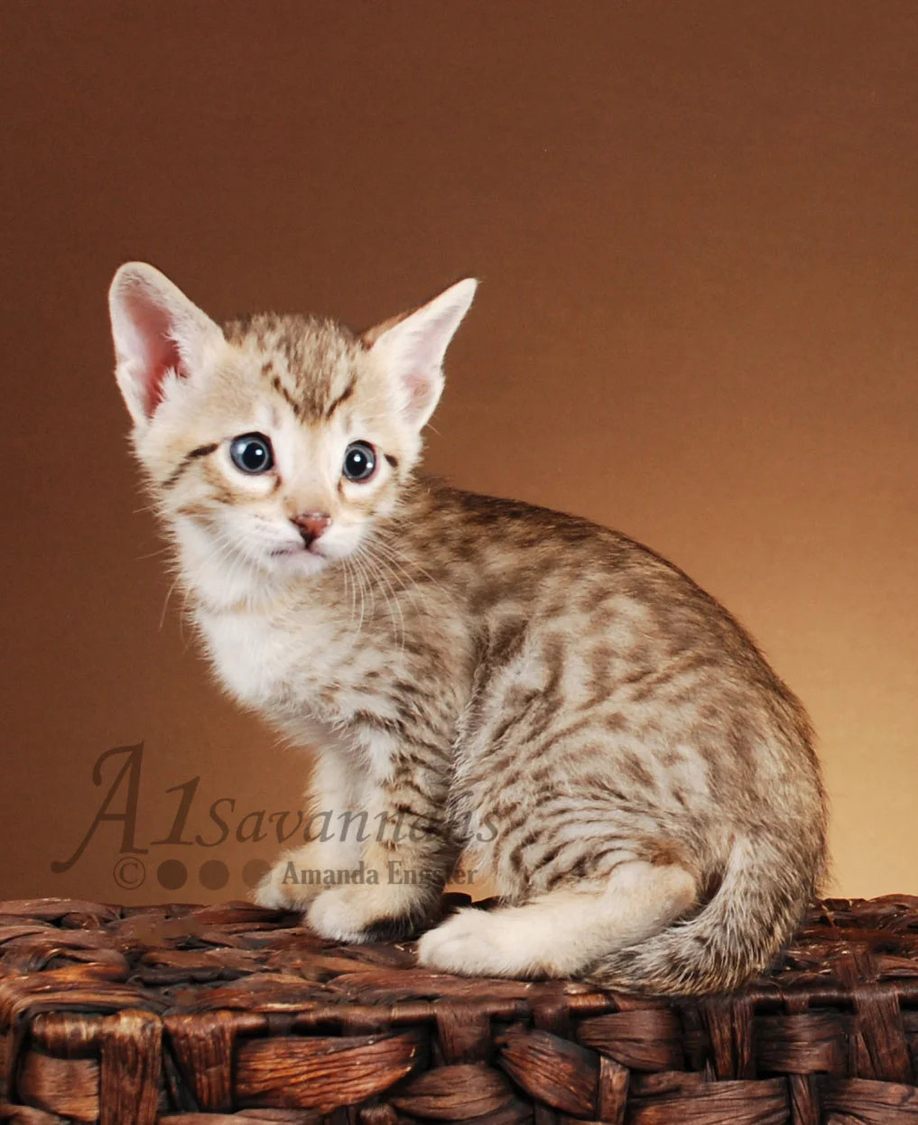 A1Savannahs Corbin F5 Male Savannah Kitten