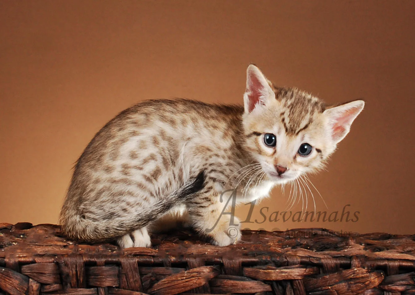 A1Savannahs Corbin F5 Male Savannah Kitten