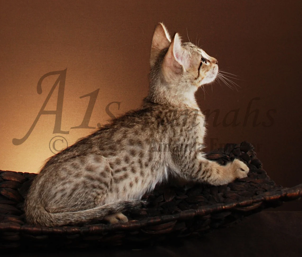 A1Savannahs Corbin F5 Male Savannah Kitten