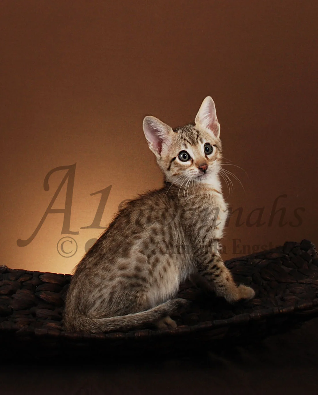 A1Savannahs Corbin F5 Male Savannah Kitten