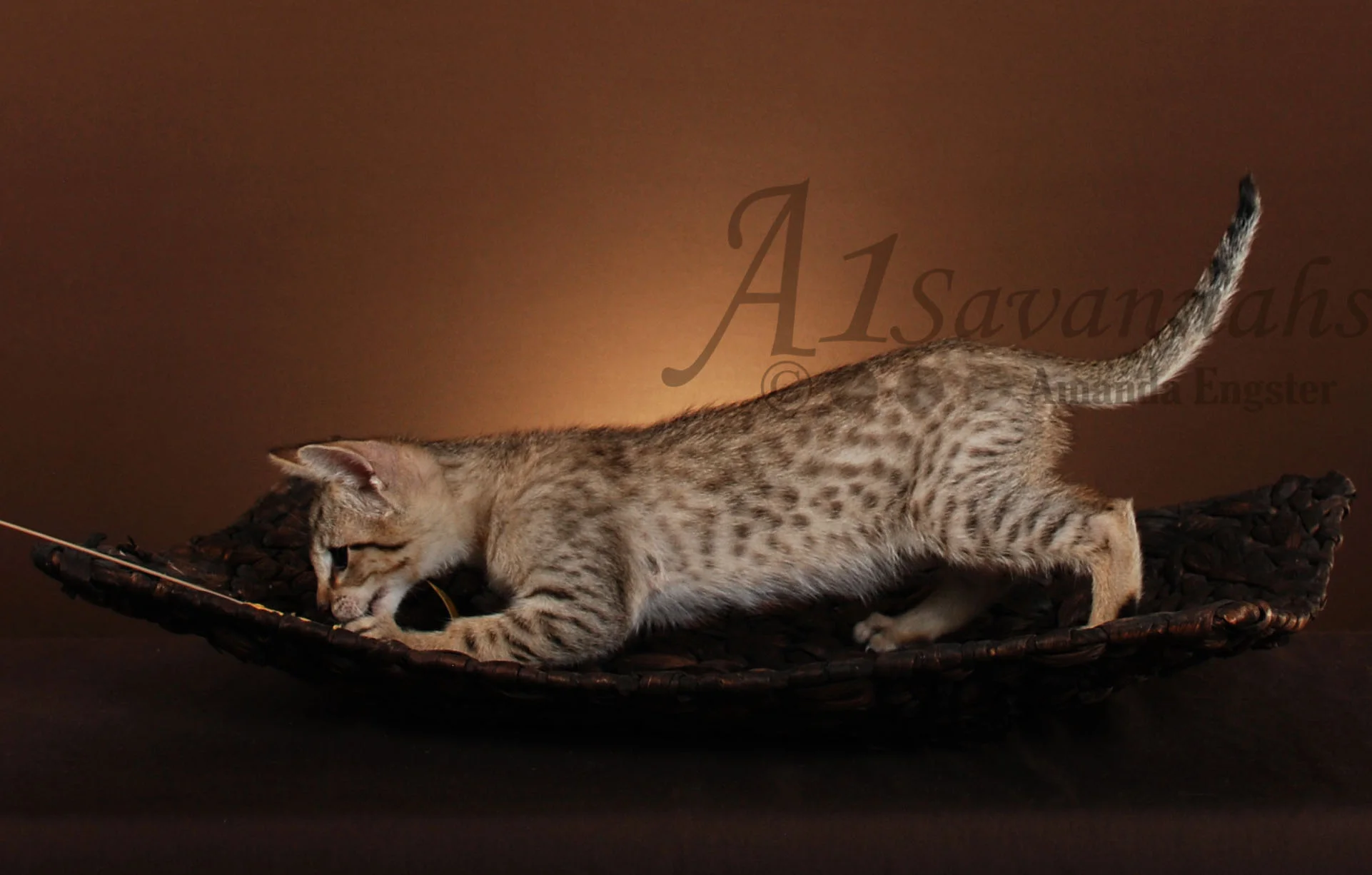 A1Savannahs Corbin F5 Male Savannah Kitten