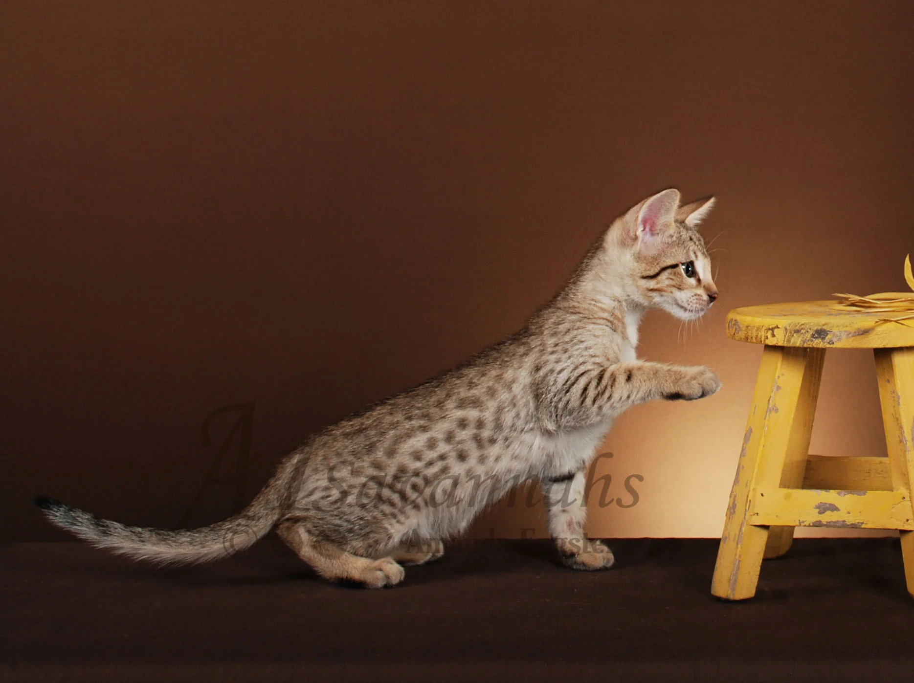 A1Savannahs Corbin F5 Male Savannah Kitten
