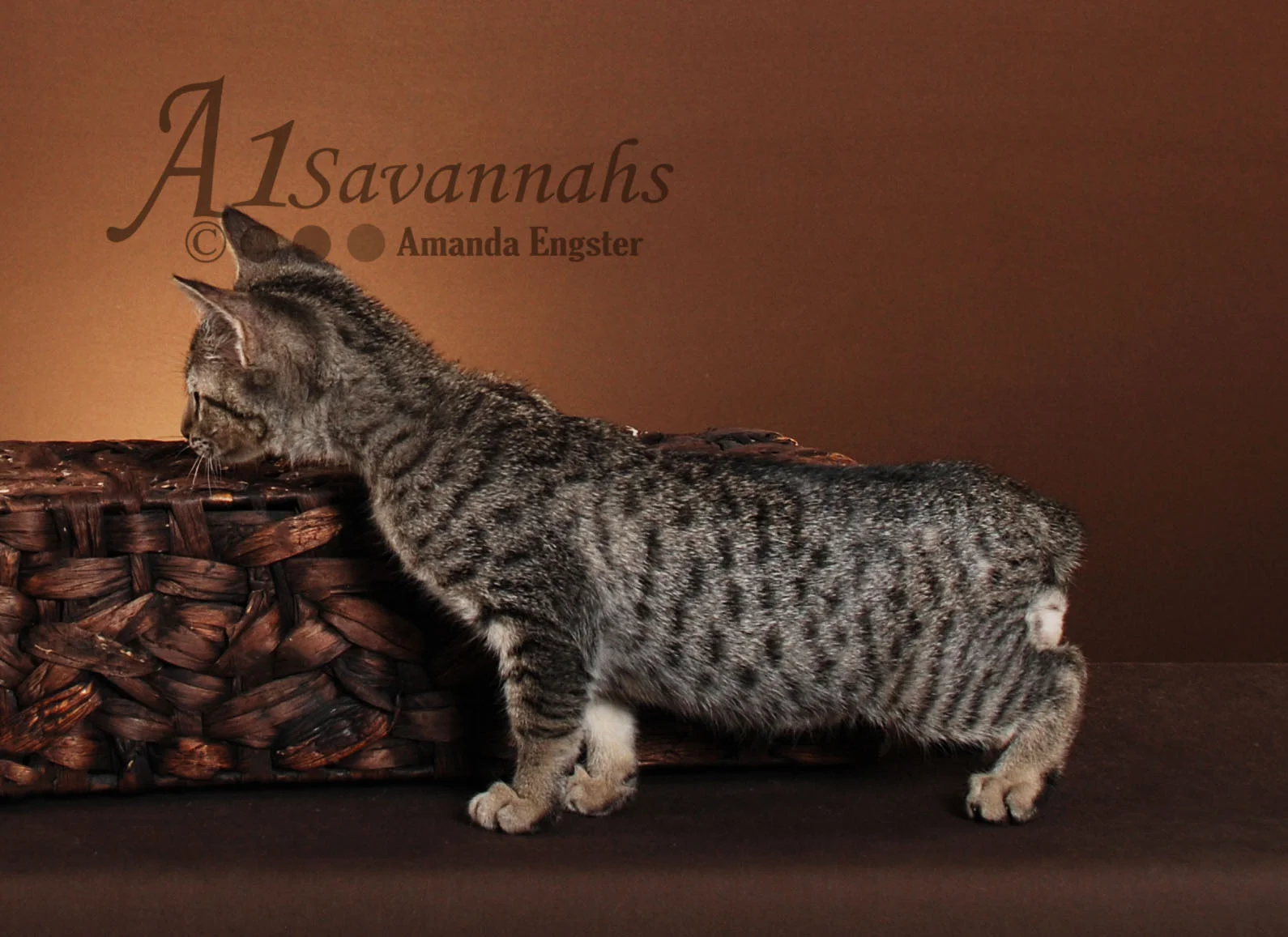 A1Savannahs Maya SBT Female Savannah Kitten