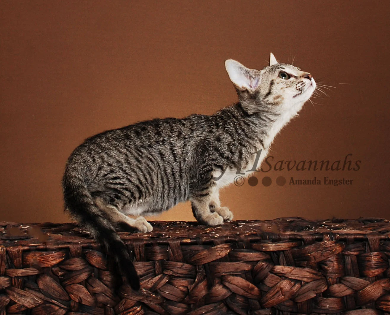 A1Savannahs Maya SBT Female Savannah Kitten