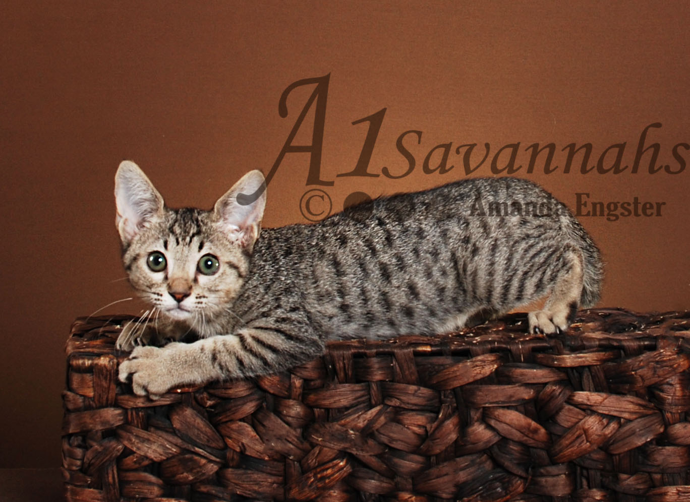 A1Savannahs Maya SBT Female Savannah Kitten