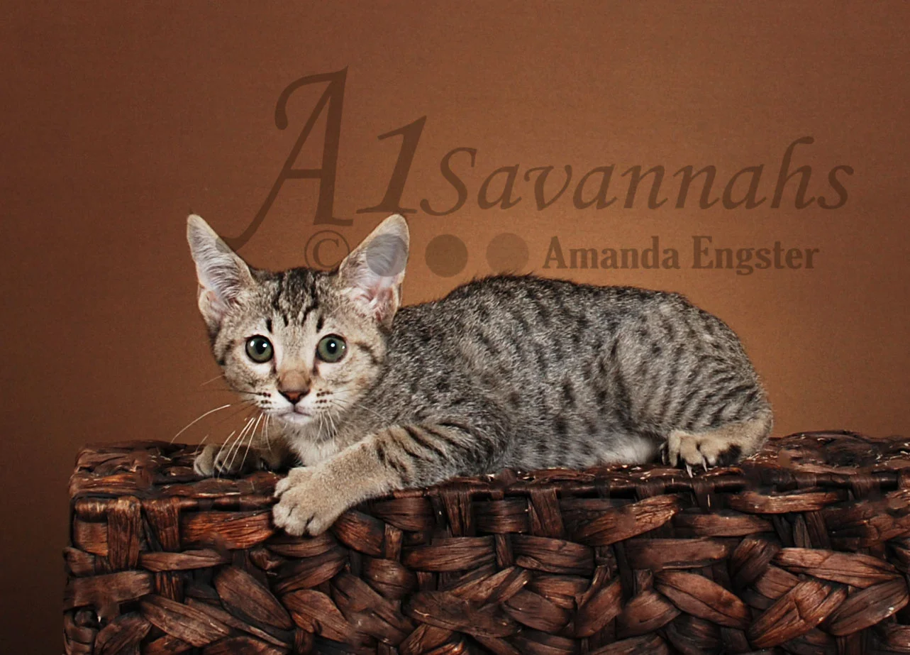 A1Savannahs Maya SBT Female Savannah Kitten