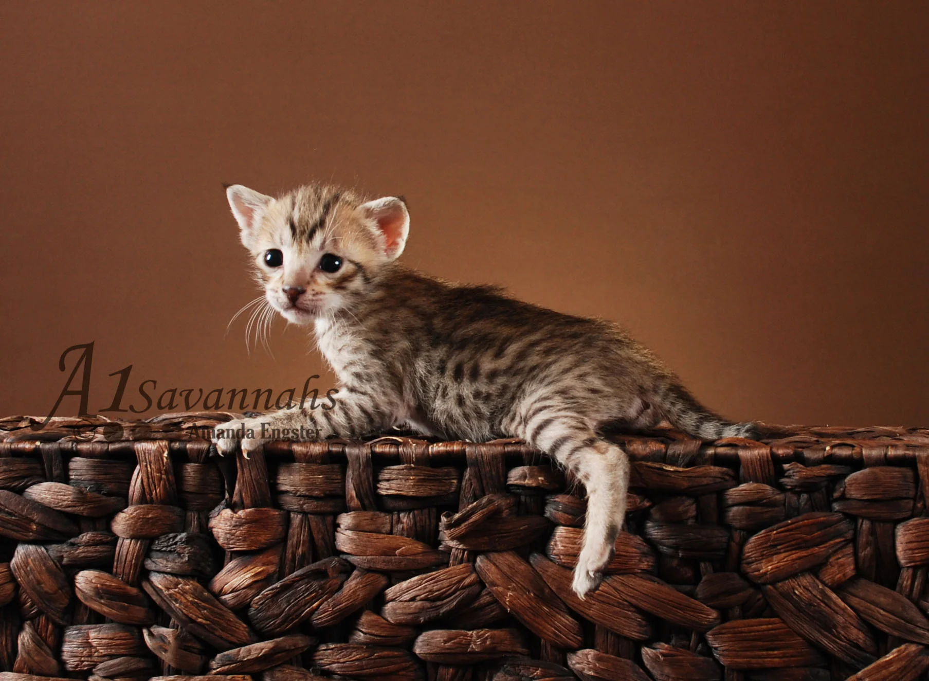A1Savannahs Leah SBT Female Savannah Kitten
