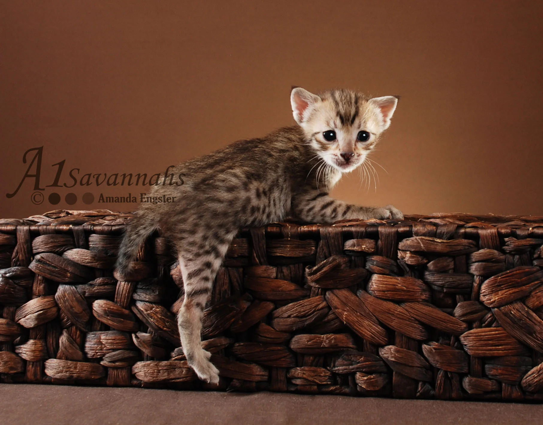 A1Savannahs Leah SBT Female Savannah Kitten