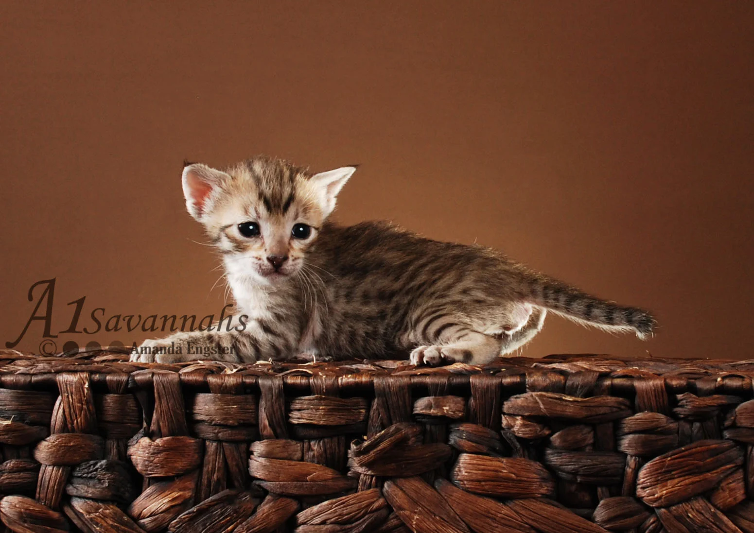 A1Savannahs Leah SBT Female Savannah Kitten