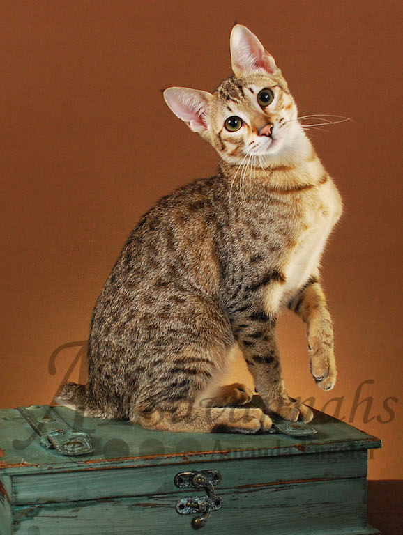 A1Savannahs Leah SBT Female Savannah Kitten