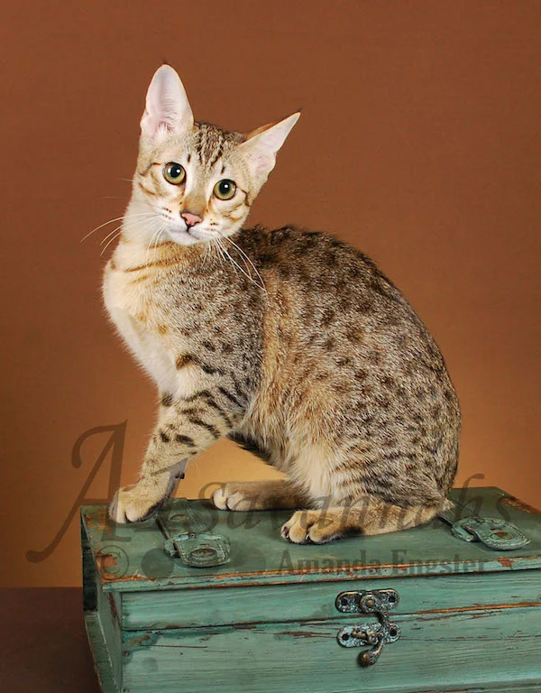 A1Savannahs Leah SBT Female Savannah Kitten
