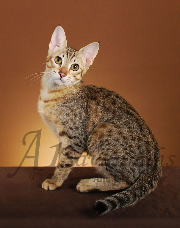 A1Savannahs Leah SBT Female Savannah Kitten