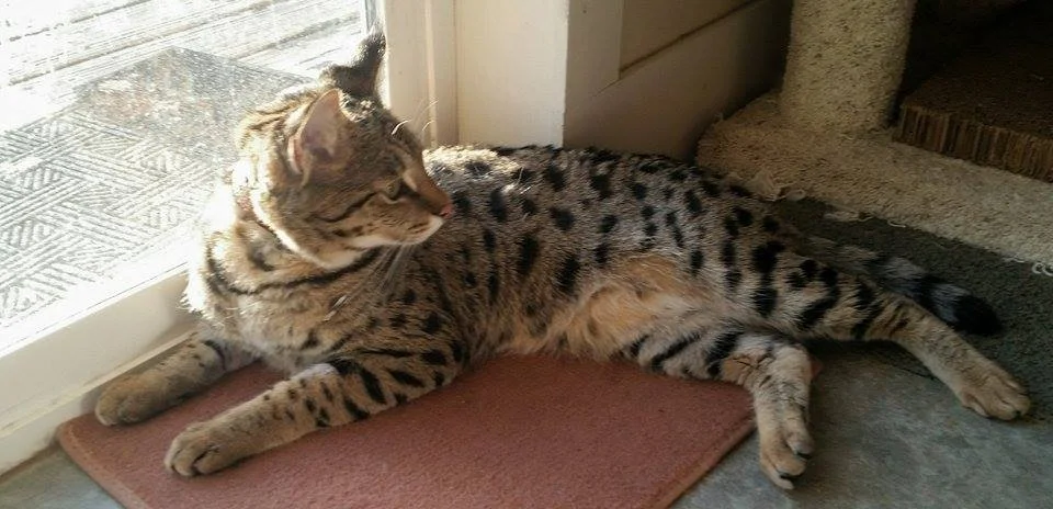 A1Savannahs Lotus F1 Female Savannah Cat