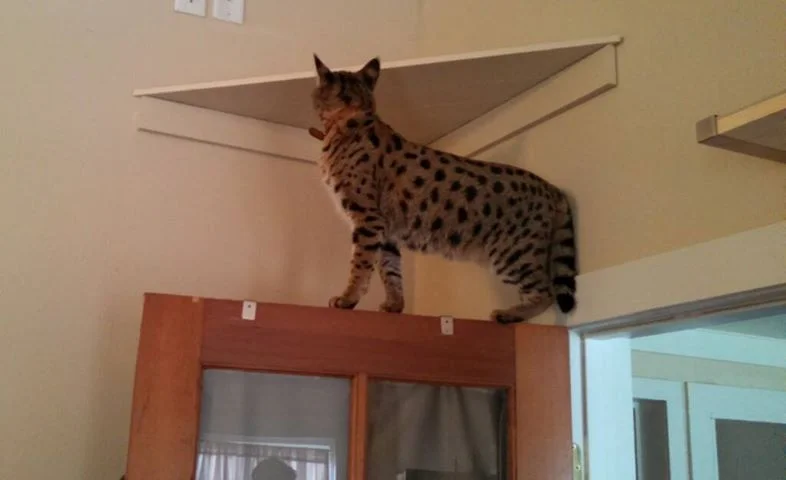A1Savannahs Lotus F1 Female Savannah Cat